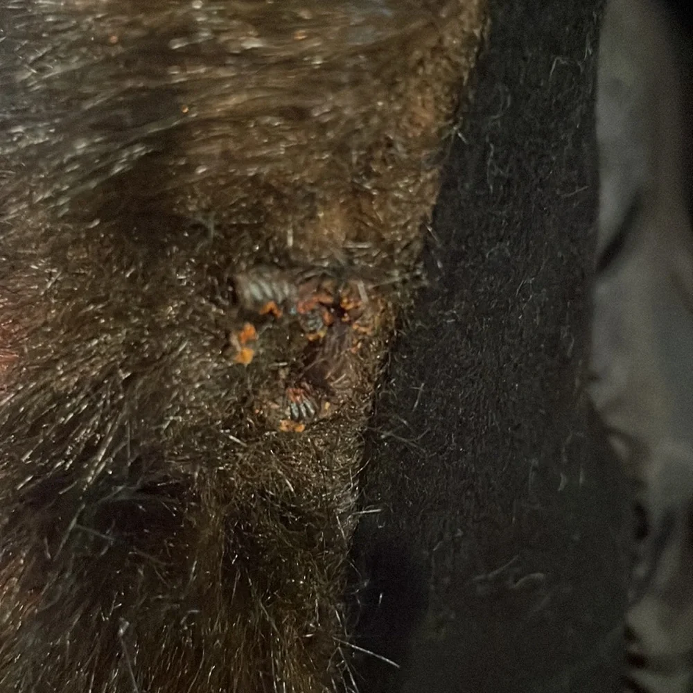 Vintage Albert Nipón 🧥 coat - Picture 11 of 12